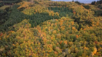 Vue aérienne d'une forêt d'automne dans la campagne, avec des feuillages aux couleurs éclatantes de rouge et d'orange.