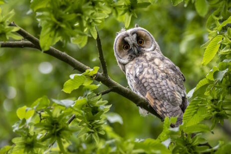 cute surprised western screech owl perched tree branch with green leaves forest