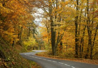 forêt courzieu