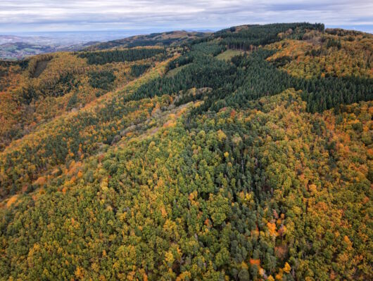 Vue aérienne d'une forêt en automne, les montagnes en arrière-plan, avec des arbres aux couleurs chaudes et éclatantes.
