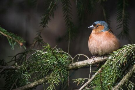michael fotofreund bird 7165464 640