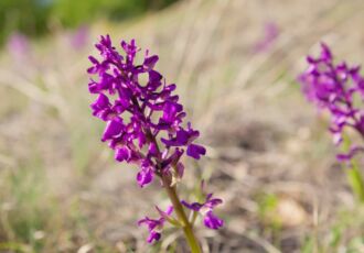 orchidée sauvage courzieu