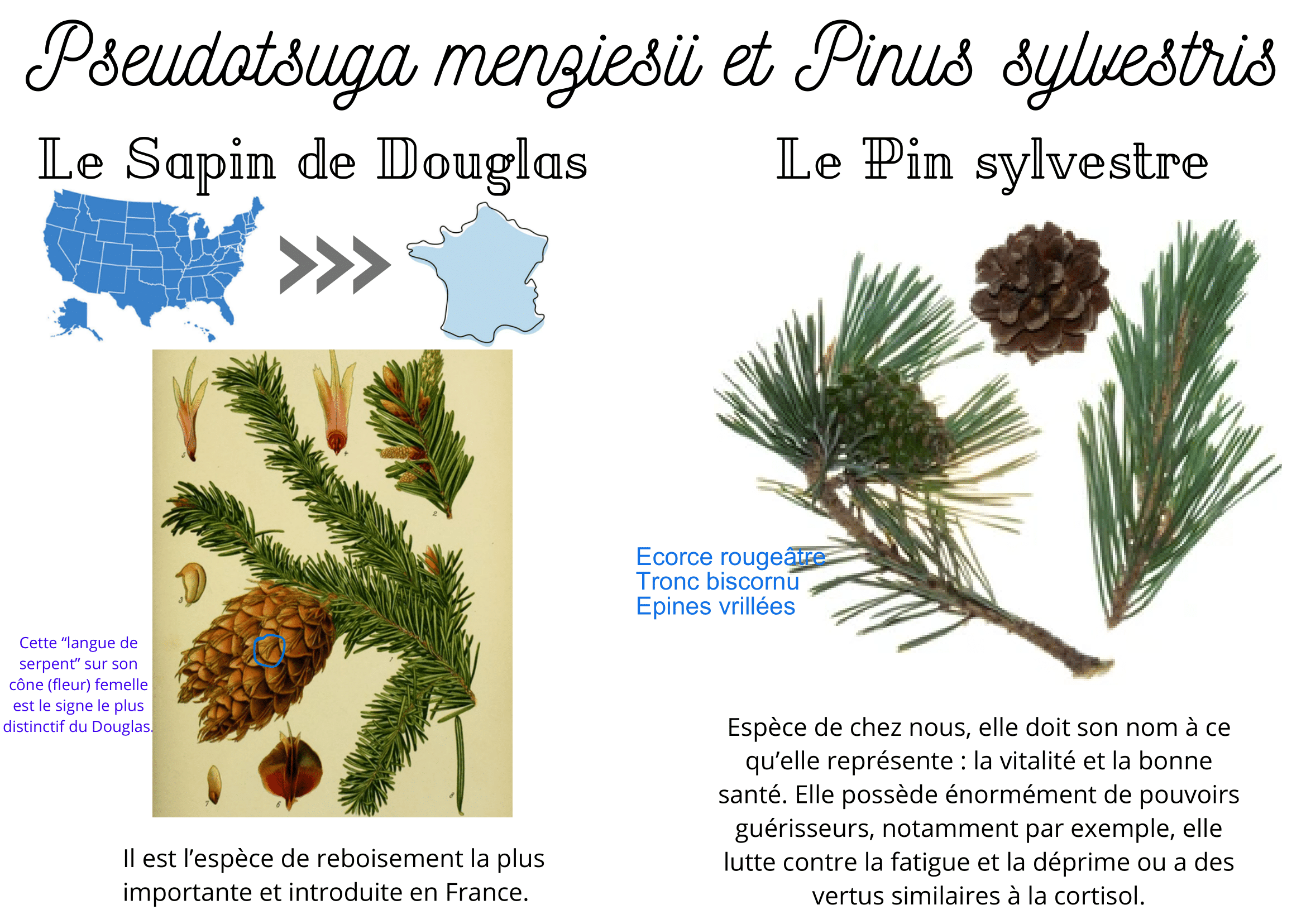 le sapin et le pin