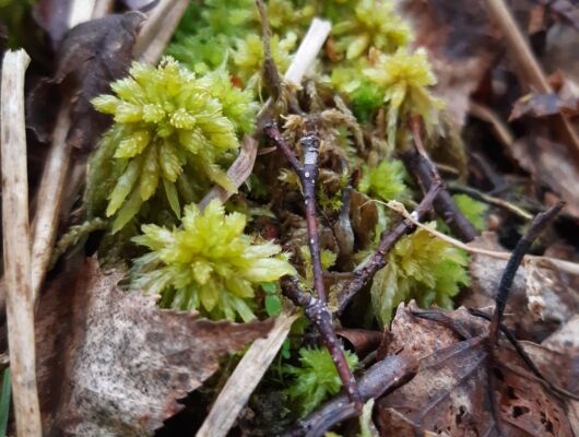 t.chatelard sphaignes